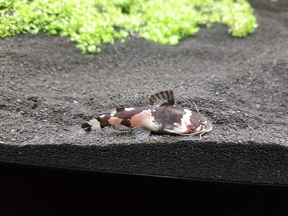 Div aquarium vissen, Vis