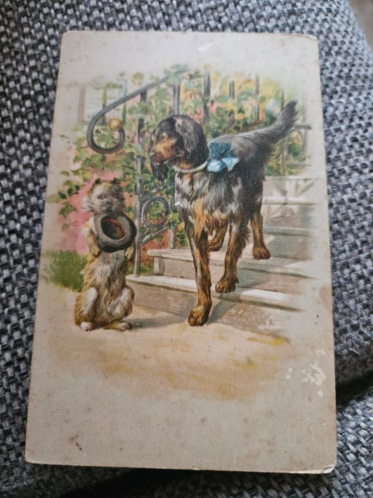 Hond met Kat op Trap/ reclame cichorie extra, Verzamelen, Ophalen of Verzenden, Voor 1920, Gelopen