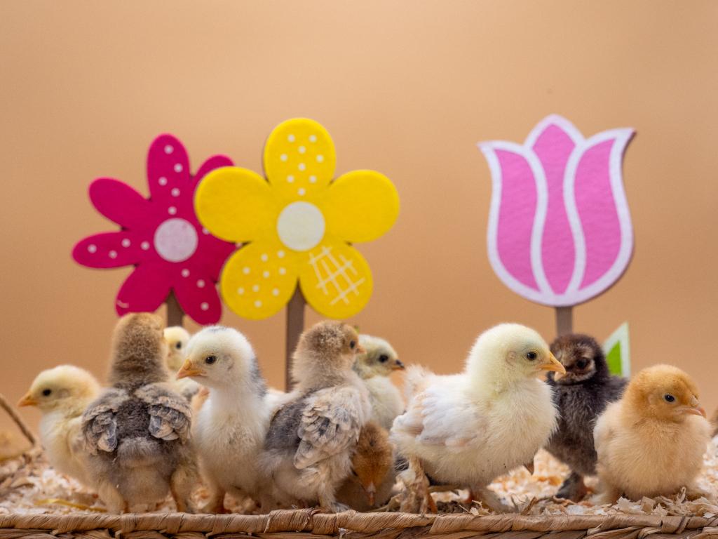 Jonge tamme Cochin kriel kuikens gesekst & ingeënt