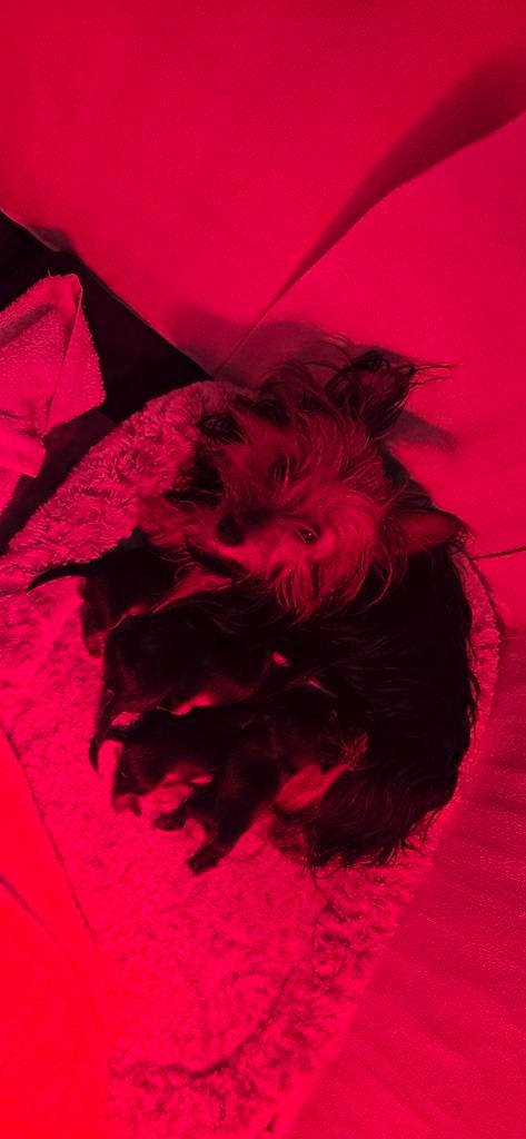 ... York Shire Terriër Pups Te reseveren..., Dieren en Toebehoren, Parvo, Overige rassen, 8 tot 15 weken, Meerdere