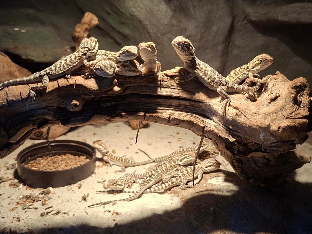 Jonge baardagamen LAATSTE STUKS!!!, Amfibie, 0 tot 2 jaar