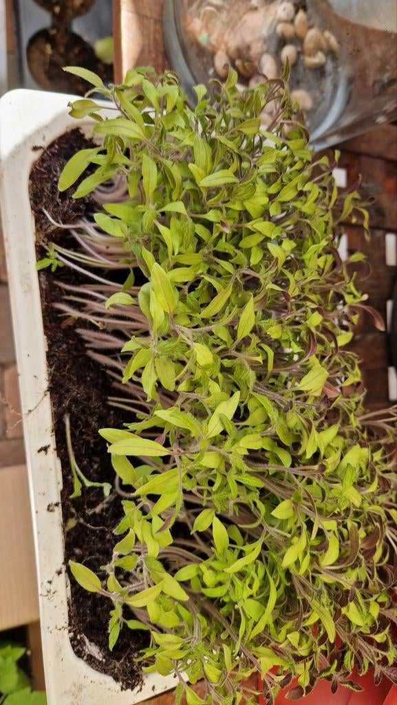 vleestomaten en spitskool plantjes, Tuin en Terras, Planten | Tuinplanten, Ophalen of Verzenden, Eenjarig, Groenteplanten, Volle zon