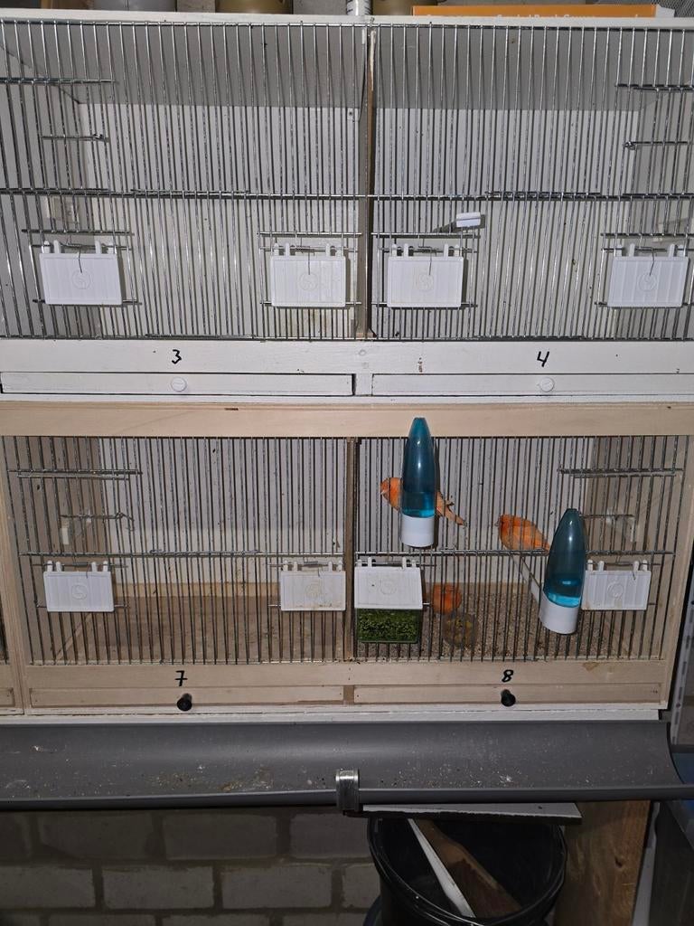 Broedkooien te koop 100 euro voor de 4, Ophalen of Verzenden, Zo goed als nieuw, Hout, Broedkooi of Kweekkooi