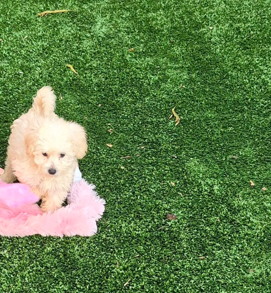 Maltipoo meisje klein blijvend., Poedel, Parvo, 8 tot 15 weken, Teef