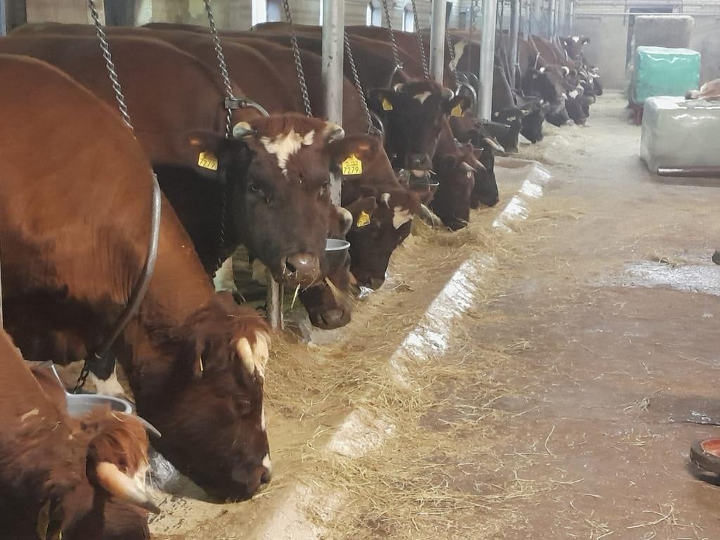 Brandrode runderen, Dieren en Toebehoren, Meerdere dieren