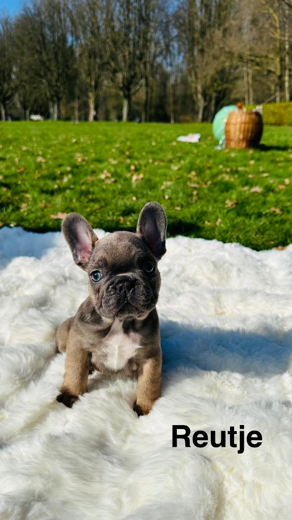 Franse Bulldog Blauwe Fawn, Parvo, België, Particulier, 8 tot 15 weken