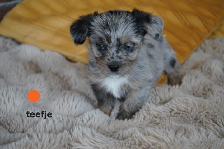 Mooie, stoere boomer pups., Nederland, Parvo, Overige rassen, 8 tot 15 weken