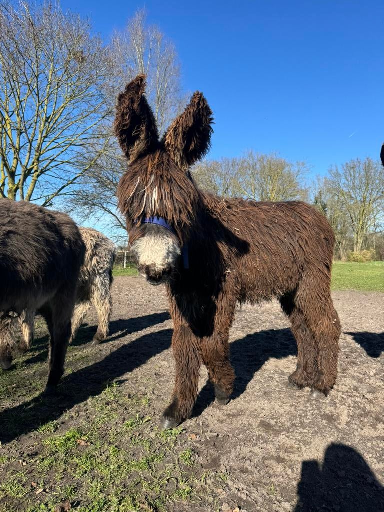 poitou ezel hengst, Dieren en Toebehoren, Overige Dieren, Maart, Mannelijk