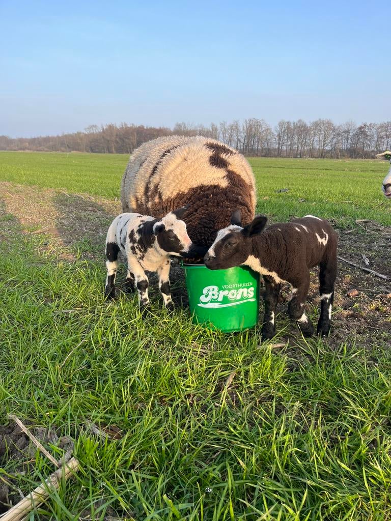 Lam te koop, Vrouwelijk, Schaap, 0 tot 2 jaar