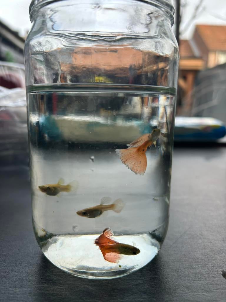 Red metal lace guppen 3 vrouw  1 man €10 op = op, Vis