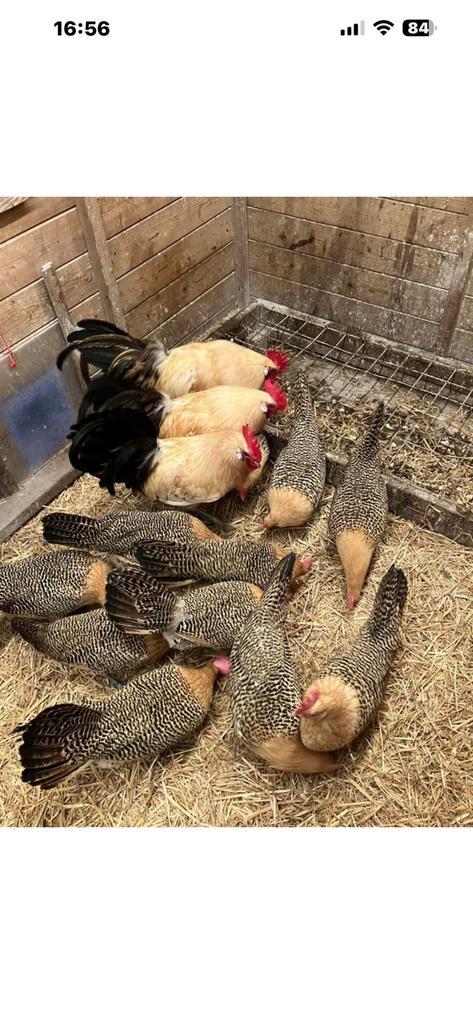 Prachtige kuikens vh Friese Hoen. Mooie toompjes te maken., Dieren en Toebehoren, Vrouwelijk, Kip