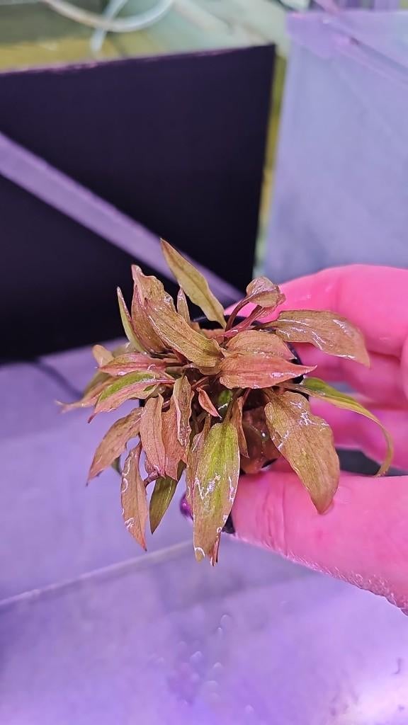 Cryptocoryne florida sunset P5, Ophalen of Verzenden, Nieuw, Plant(en), Steen of Hout
