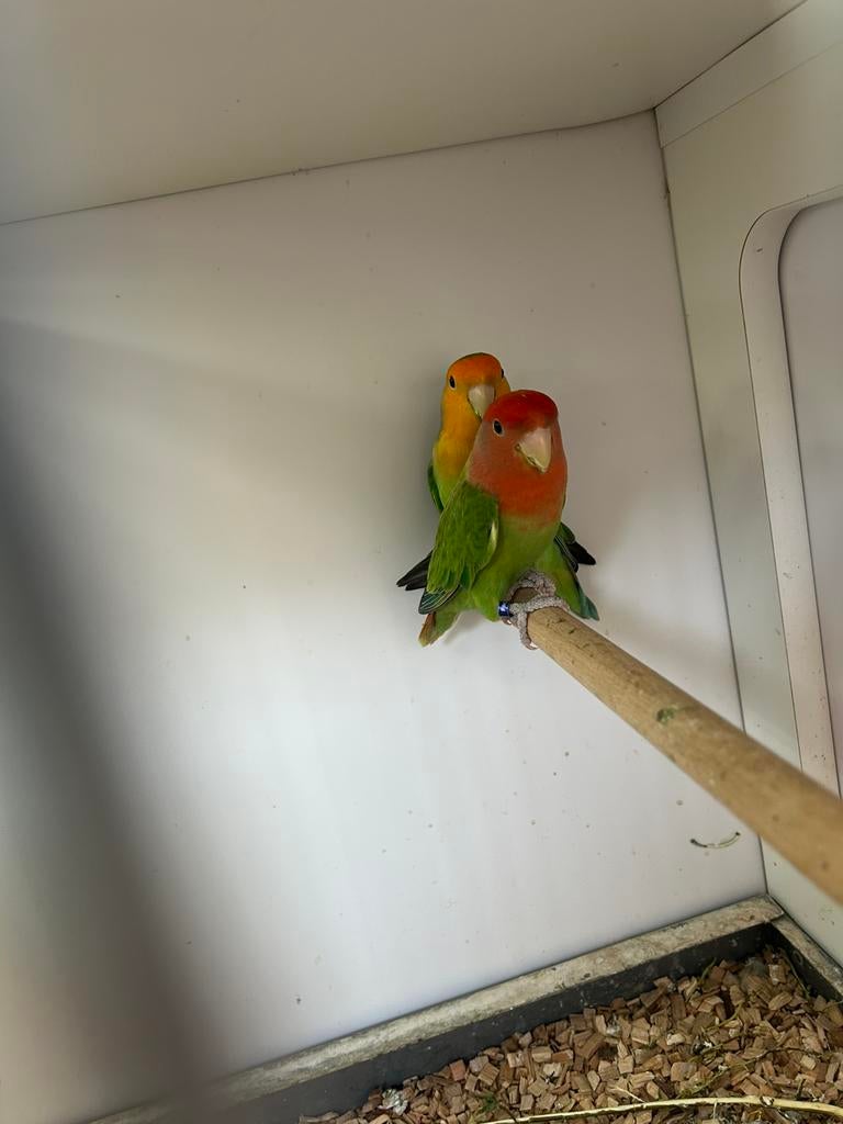 Agapornis Roseicollis, Dieren en Toebehoren, Mannelijk, Dwergpapegaai of Agapornis