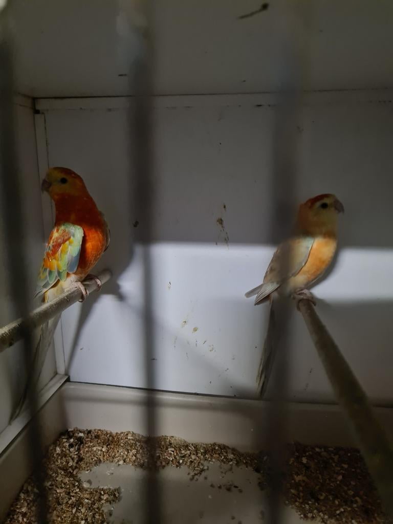 Mooi koppel oranje roodruggen, Dieren en Toebehoren, Vogels | Parkieten en Papegaaien