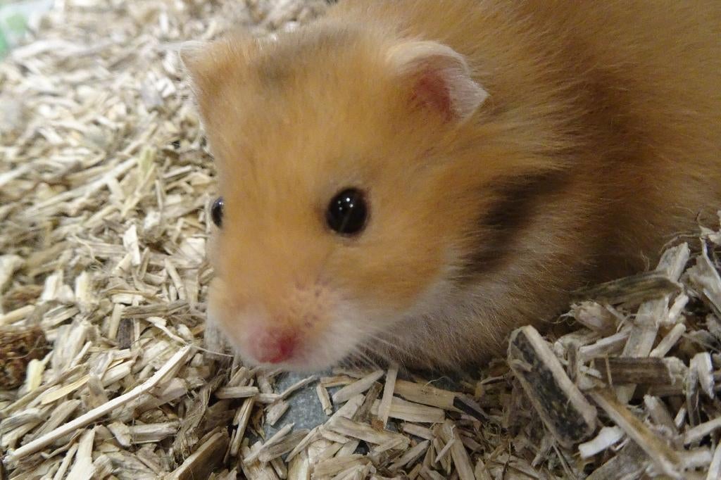 Goudhamsters in Assen., Dieren en Toebehoren, Knaagdieren, Hamster, Februari, Meerdere dieren, Tam