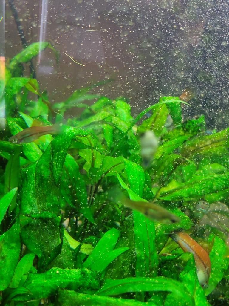 Gratis tropische visjes, Vis