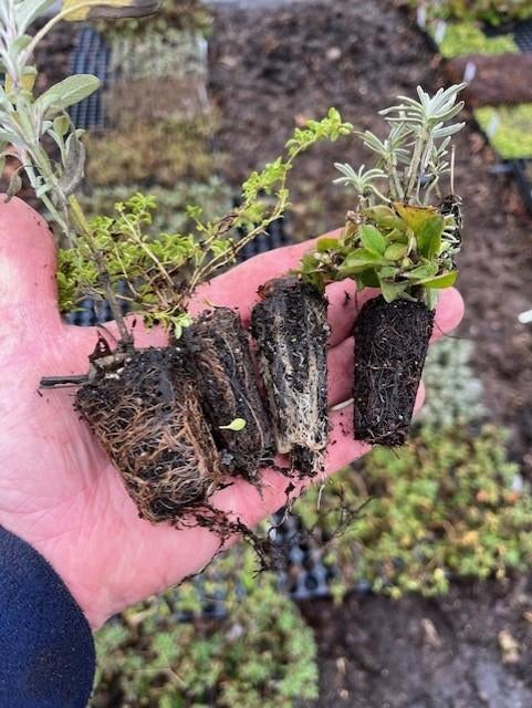 Bodembedekkers voor een bodemprijs, Ophalen, Overige soorten, Volle zon