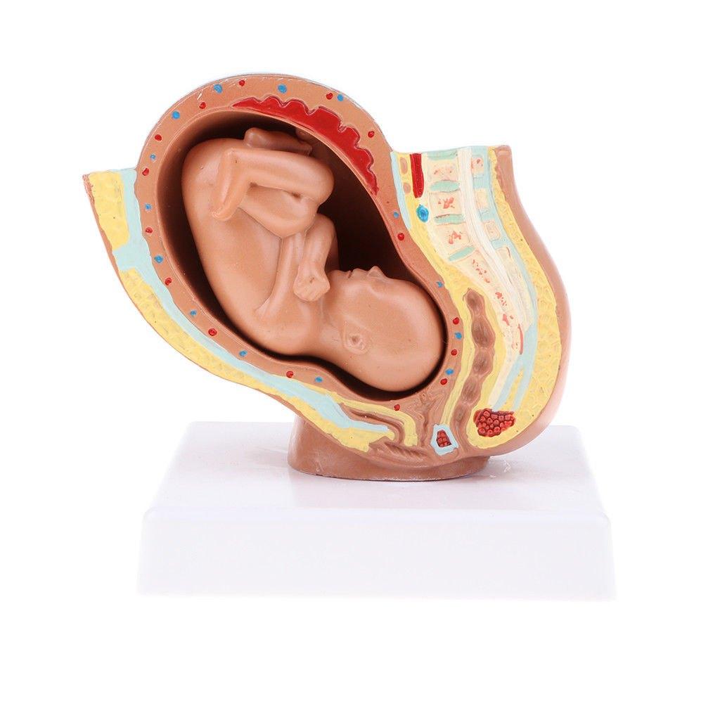 Foetus Baarmoeder Menselijk Anatomie Model / School Medisch, Diversen, Schoolbenodigdheden, Nieuw, Verzenden