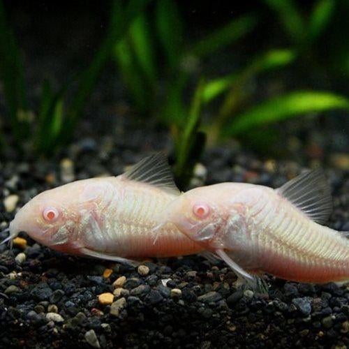 Hobbyaquarium Corydoras oestrogaster aenea albino, Vis, Zoetwatervis, Schoolvis