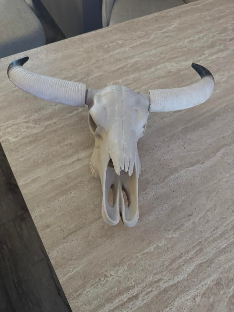 Schedel, Ophalen of Verzenden, Zo goed als nieuw