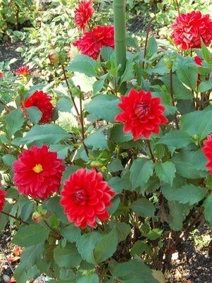 Rode dahlia knollen, Tuin en Terras, Bloembollen en Zaden, Ophalen of Verzenden, Volle zon, Knol