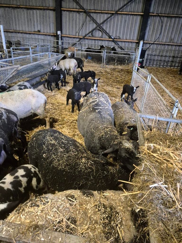 Schapen stellen, Vrouwelijk, Schaap