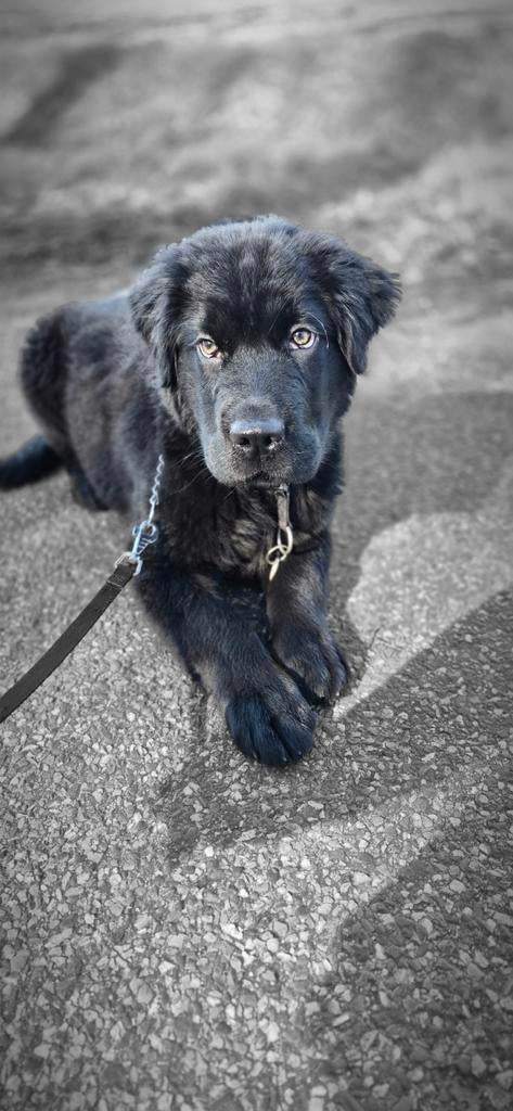 Lieve puppy, Dieren en Toebehoren, Golden retriever, 15 weken tot 1 jaar, Reu, Eén hond