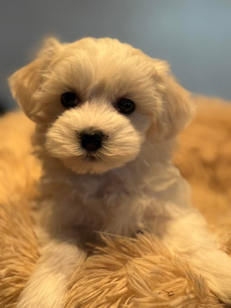 Klein type Maltipoo pups! Meerdere kleuren, Poedel, Parvo, Nederland, 8 tot 15 weken