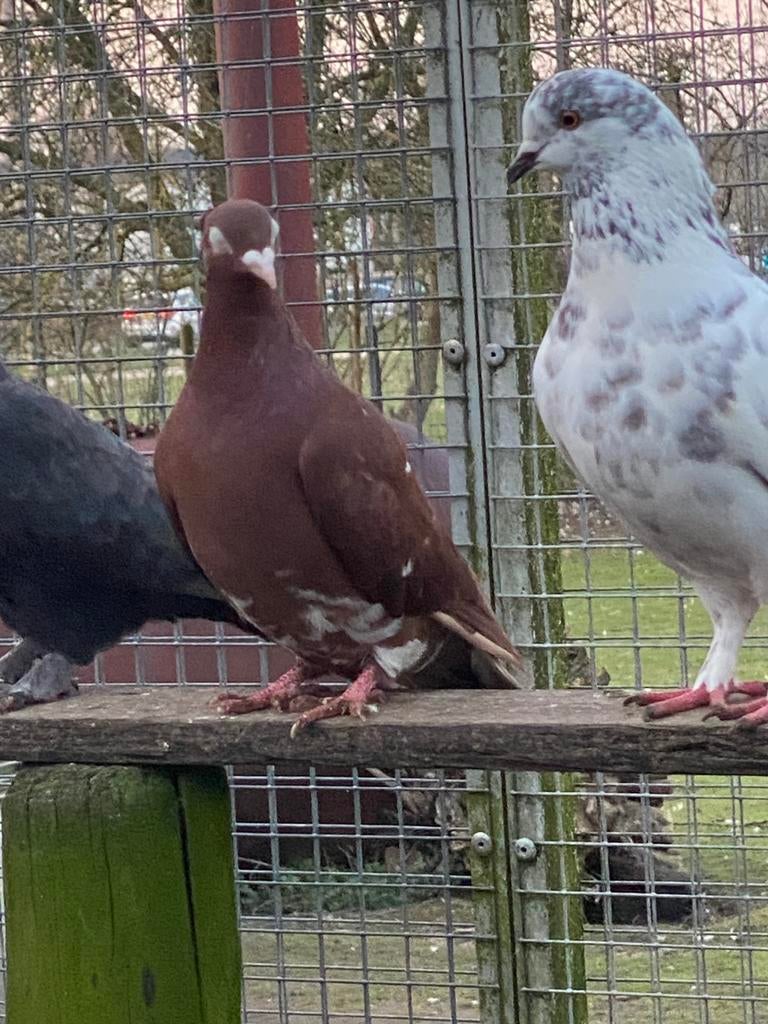 Te koop kleur postduiven, Meerdere dieren, Postduif