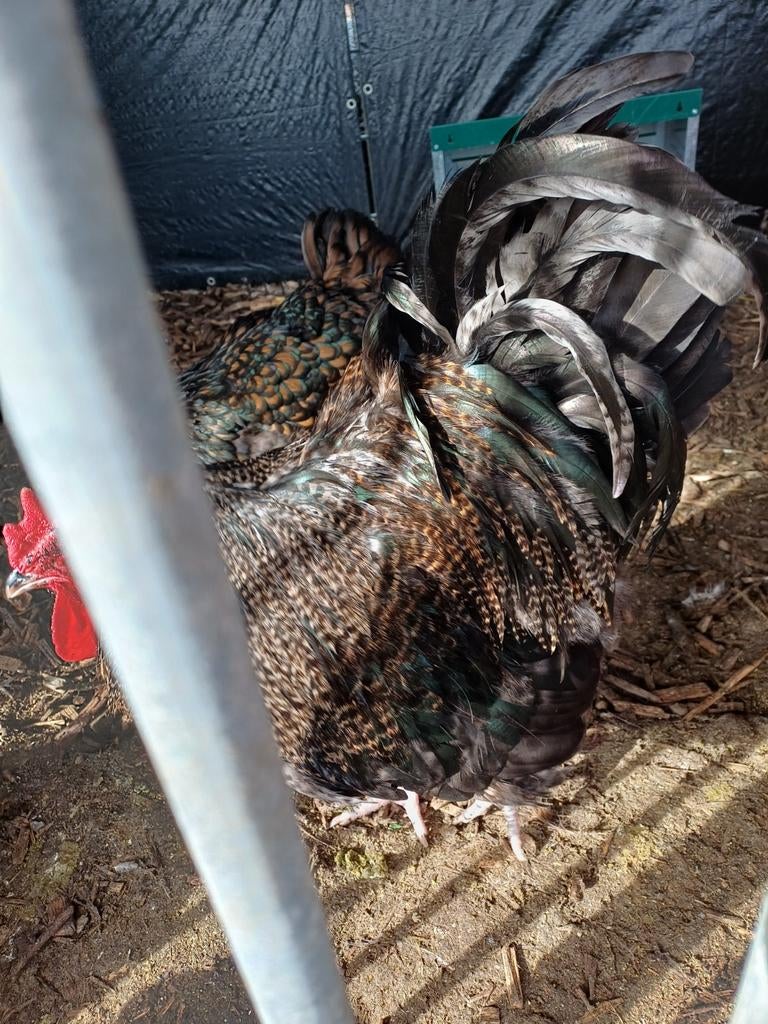 Mooie zwarte orpington haan te koop, Dieren en Toebehoren, Pluimvee, Mannelijk, Kip