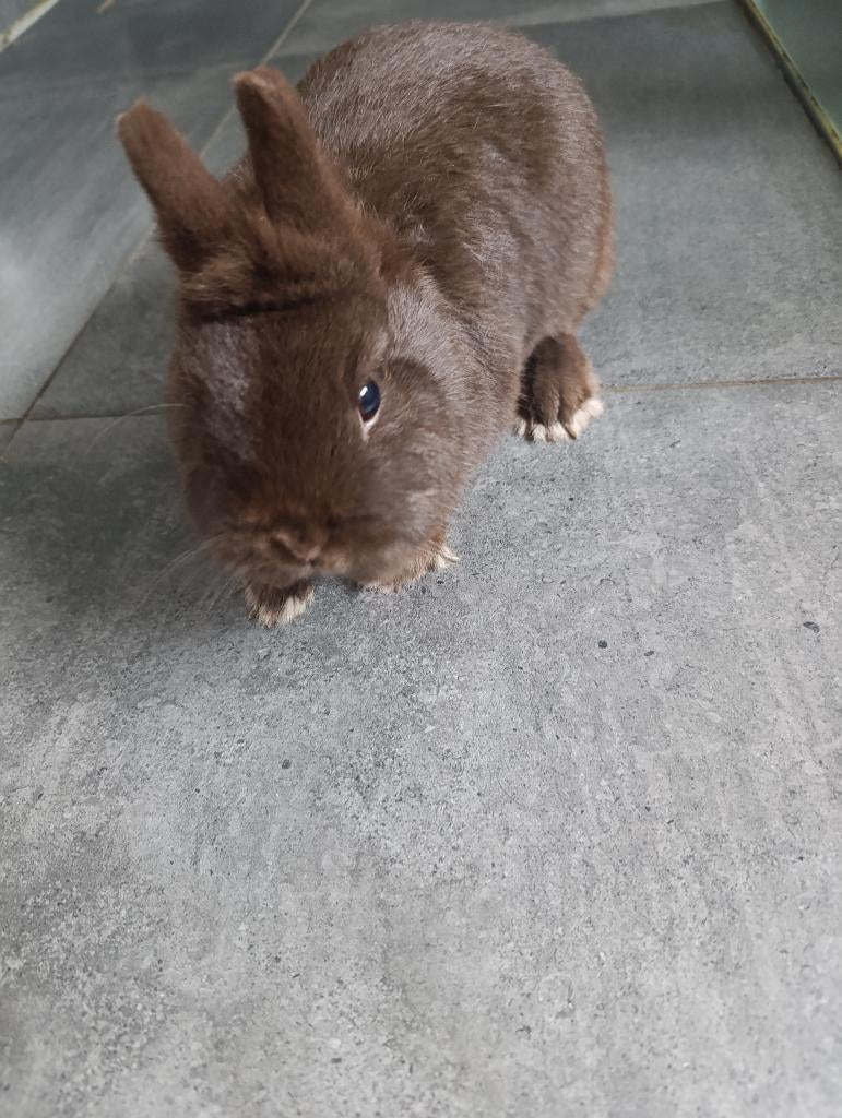Konijnen te koop., Dieren en Toebehoren, Konijnen, Meerdere dieren