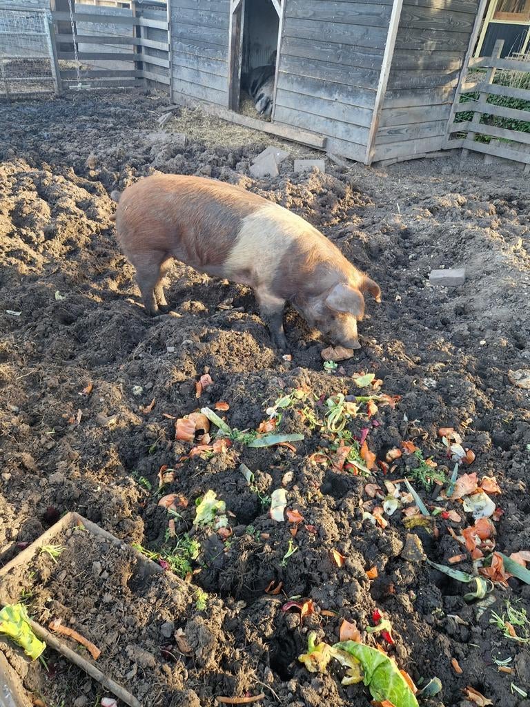 Te huur Husumer dekbeer, Dieren en Toebehoren, Schapen, Geiten en Varkens, Mannelijk, Varken, 0 tot 2 jaar