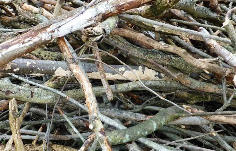 Snoeiafval teveel??, Ophalen, Volle zon, Overige soorten, Minder dan 100 cm