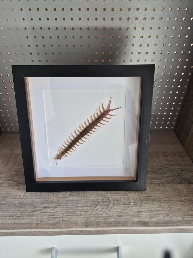 Ingelijste duizendpoot - Scolopendra, Ophalen of Verzenden, Gebruikt