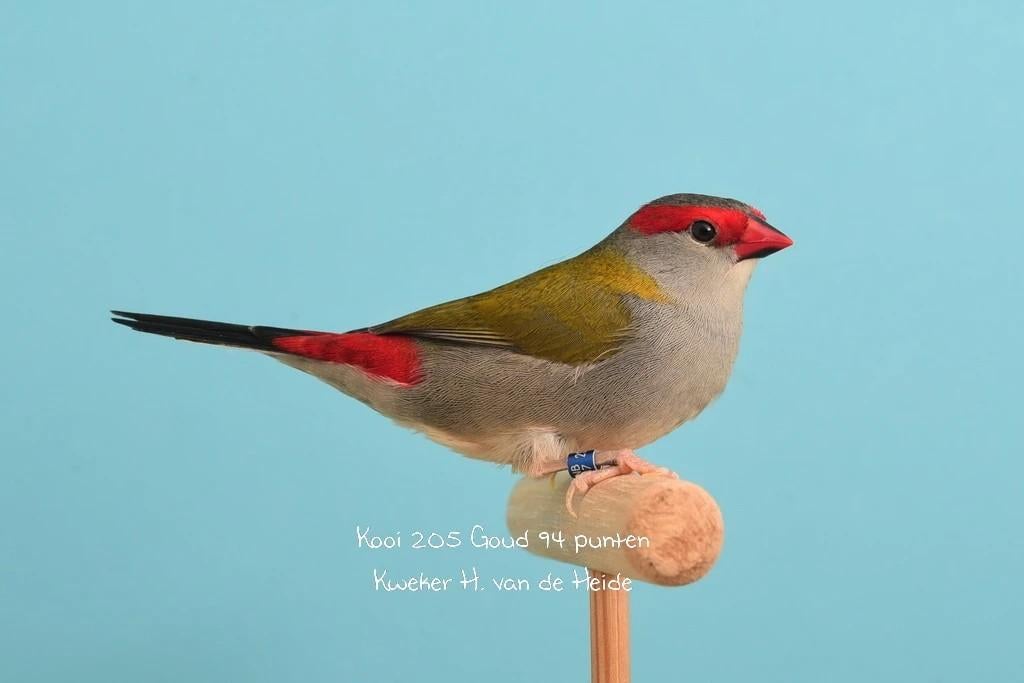 Gezocht Dornastrilde pop, Dieren en Toebehoren, Vrouwelijk