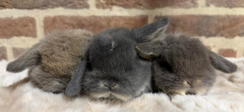 Prachtige minilop konijntjes! Evt met stamboom (fokkers), Dieren en Toebehoren, Konijnen, Meerdere dieren, Dwerg, Hangoor, 0 tot 2 jaar