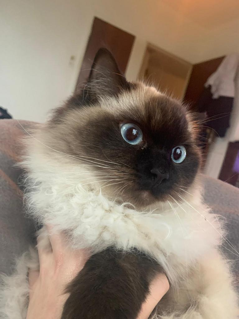 Ragdoll dek kater gezocht