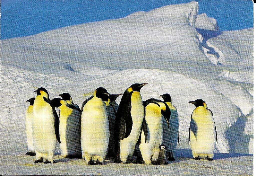 Ansichtkaart	Pinguïns, Verzenden, 1980 tot heden, Ongelopen, Vogel