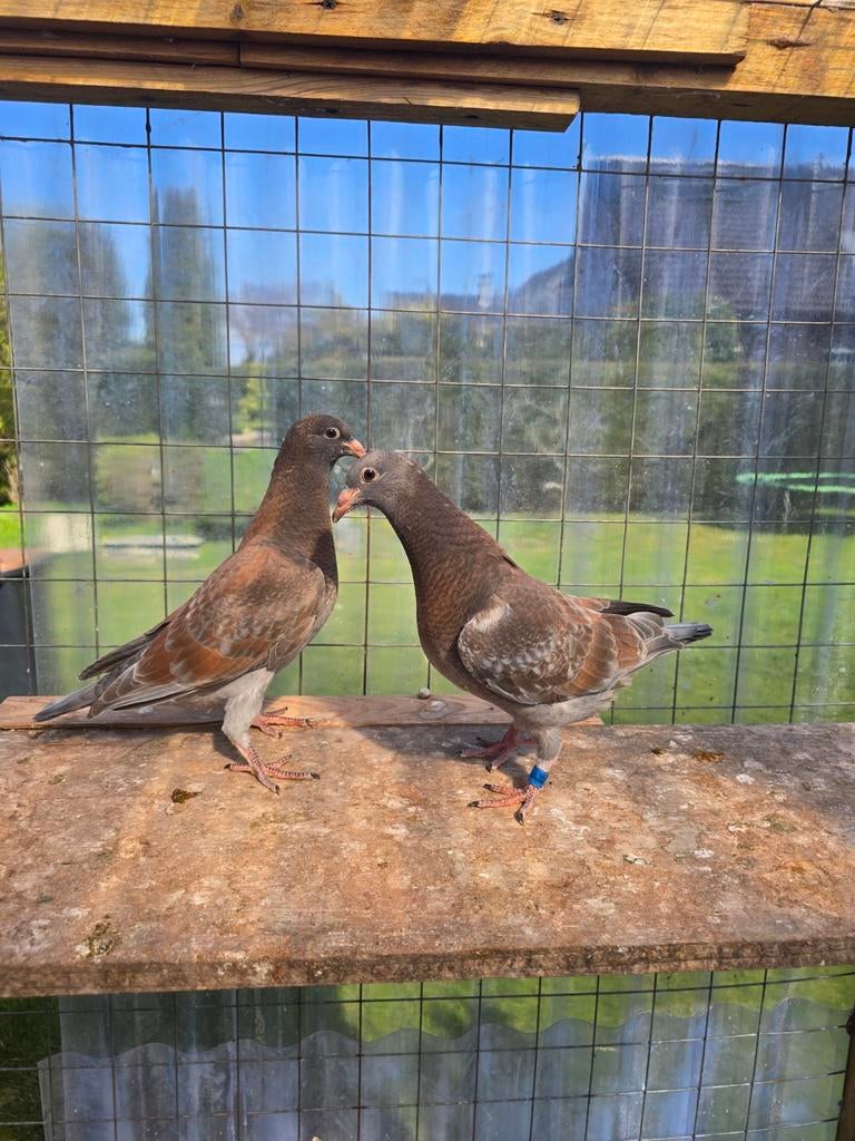 Jonge ember postduiven duiven, Dieren en Toebehoren, Meerdere dieren, Postduif