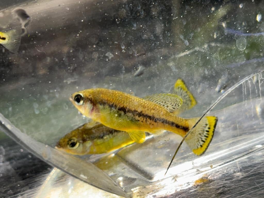 Ilyodon Furcidens "Cuauhtémoc", Dieren en Toebehoren, Vissen | Aquariumvissen, Vis, Zoetwatervis