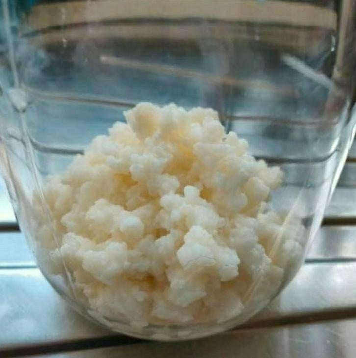 Actieve biologische melkkefir probiotica kefir yoghurtplant, Ophalen of Verzenden