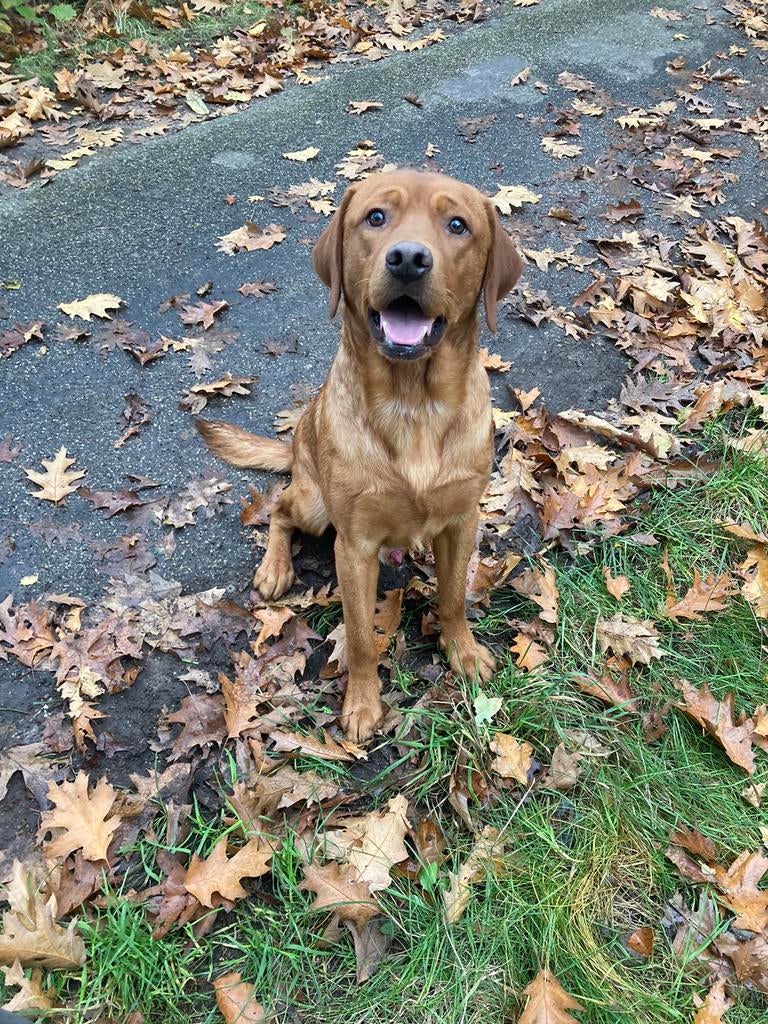 Ter dekking aangeboden Foxred Labrador reu, Reu, Eén hond, 3 tot 5 jaar, Nederland