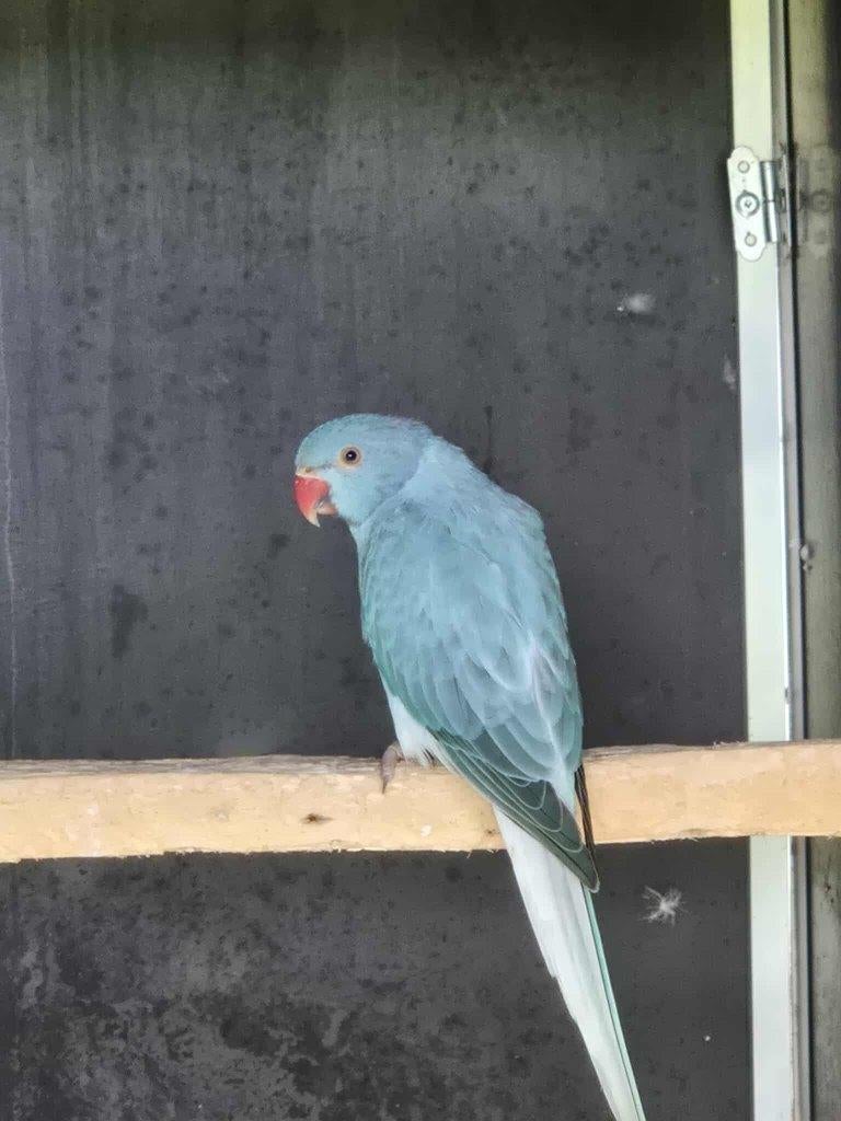 halsbandparkiet 2025 pop blauw opaline witkopwitstaart, Dieren en Toebehoren, Vogels | Parkieten en Papegaaien, Vrouwelijk, Parkiet