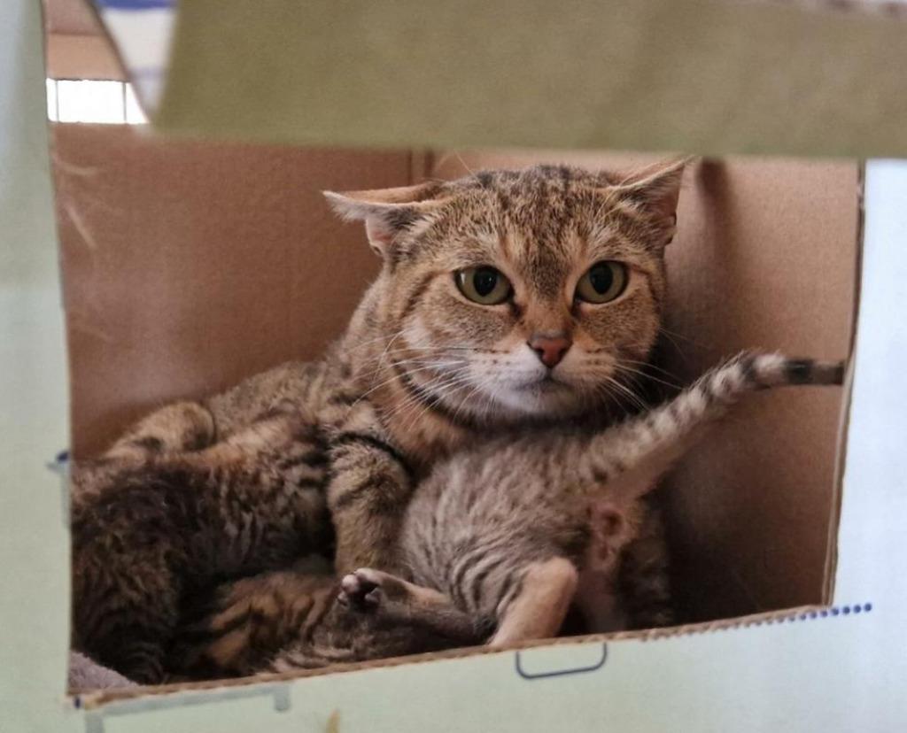 Gastgezinnen gezocht, Dieren en Toebehoren, Katten en Kittens | Overige Katten, Kater, 0 tot 2 jaar
