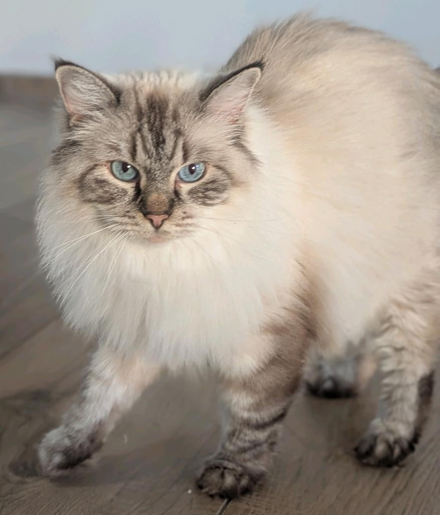 Ragdoll kitten 1 poesje nog en dekkater gezocht Meerstad, Geslacht onbekend, Gechipt, 0 tot 2 jaar