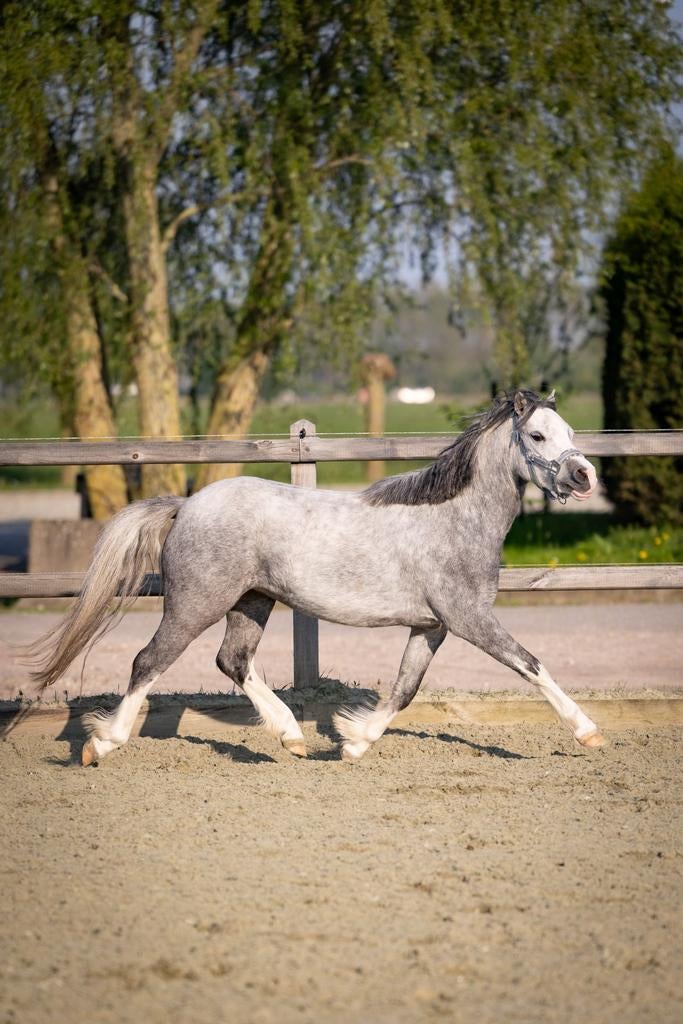 Prachtige welsh A merrie met fantastische draf, Dieren en Toebehoren, Merrie, Dressuurpony, 3 tot 6 jaar, B pony (1.17m tot 1.27m)