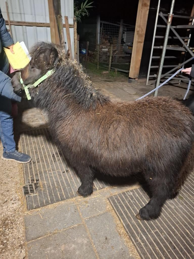 opfok voor shetlanders