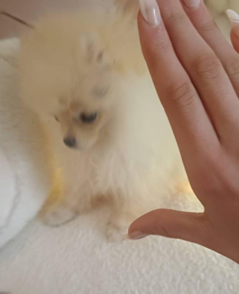Super Mini Pomeriaan Bearface Pup Teefje, Dieren en Toebehoren, Honden | Poolhonden, Keeshonden en Oertypen, Particulier, Keeshond