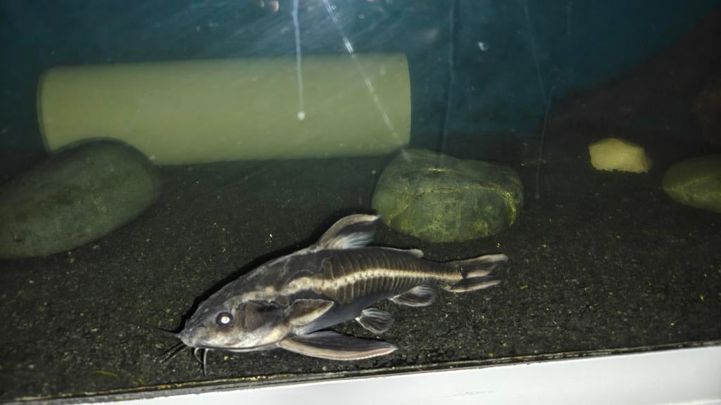 Gestreepte Doorn meervallen, Vis