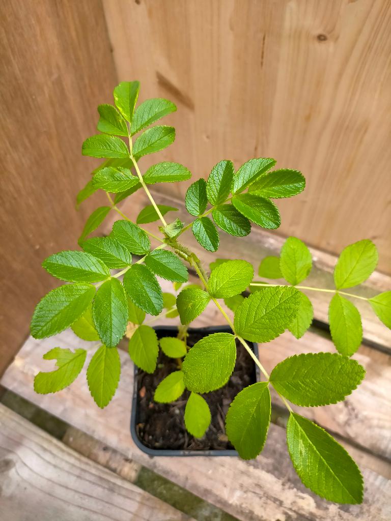 Bottelroos, Tuin en Terras, Planten | Tuinplanten, Vaste plant, Overige soorten, Volle zon, Zomer, Ophalen